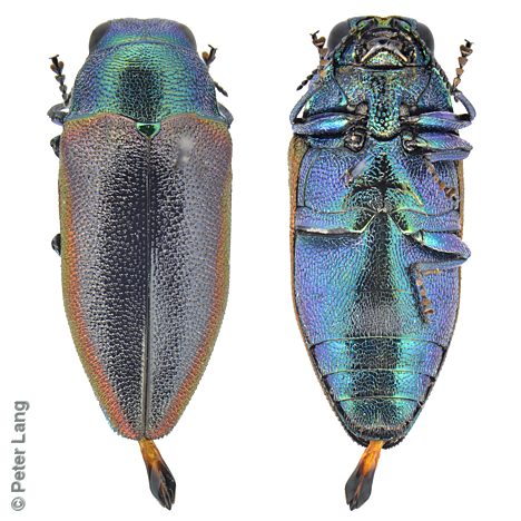 Stanwatkinsius grevilleae, PL1505A, male, from Hakea cycloptera floiage, EP, 6.6 × 2.7 mm